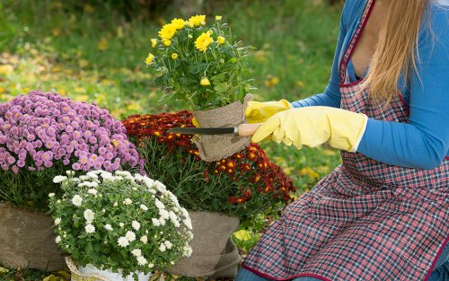 A person wearing a blue long-sleeved top, yellow gardening gloves, and a checkered apron is pruning a small shrub with red foliage in a well-maintained garden. In the background, there are two large pots of flowering plants, one with bright yellow flowers and the other with clusters of pink and white flowers, set against a lush green lawn and surrounding plants. The garden features a grassy lawn area, edged with flower beds and potted plants, indicating careful landscaping and outdoor maintenance typical of gardens in the Gipsy Hill area. The scene is illuminated by natural daylight, suggesting suitable weather for gardening activities, and highlights the importance of garden care and planting in residential outdoor spaces serviced by professional gardening companies like Lawn Mowing Gipsy Hill.