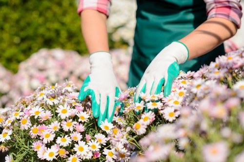 Affordable lawn mowing services in Gipsy Hill